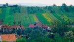 Javorník